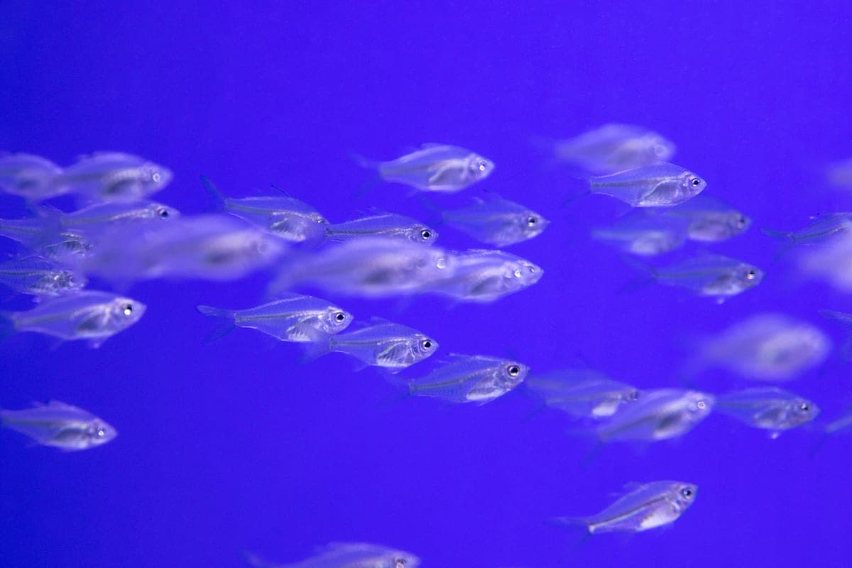 A tight school of small silver fish swimming together