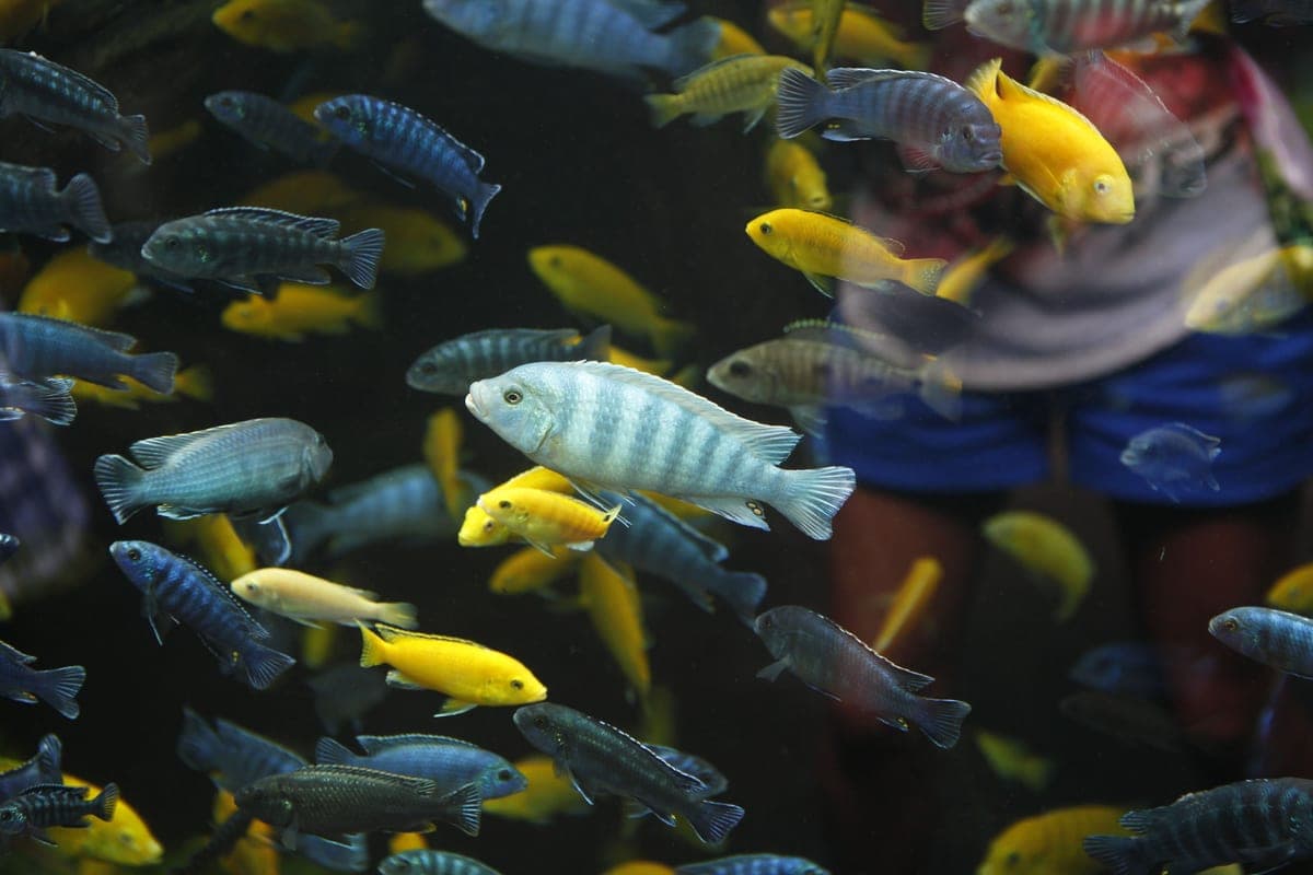 How many fish in a 20 gallon tank?