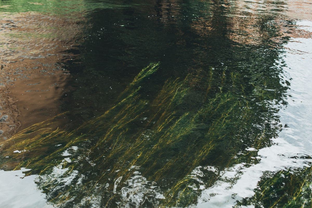 Underwater greenery in shallow water