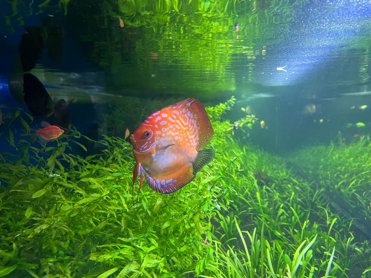 The best low-light aquarium plants