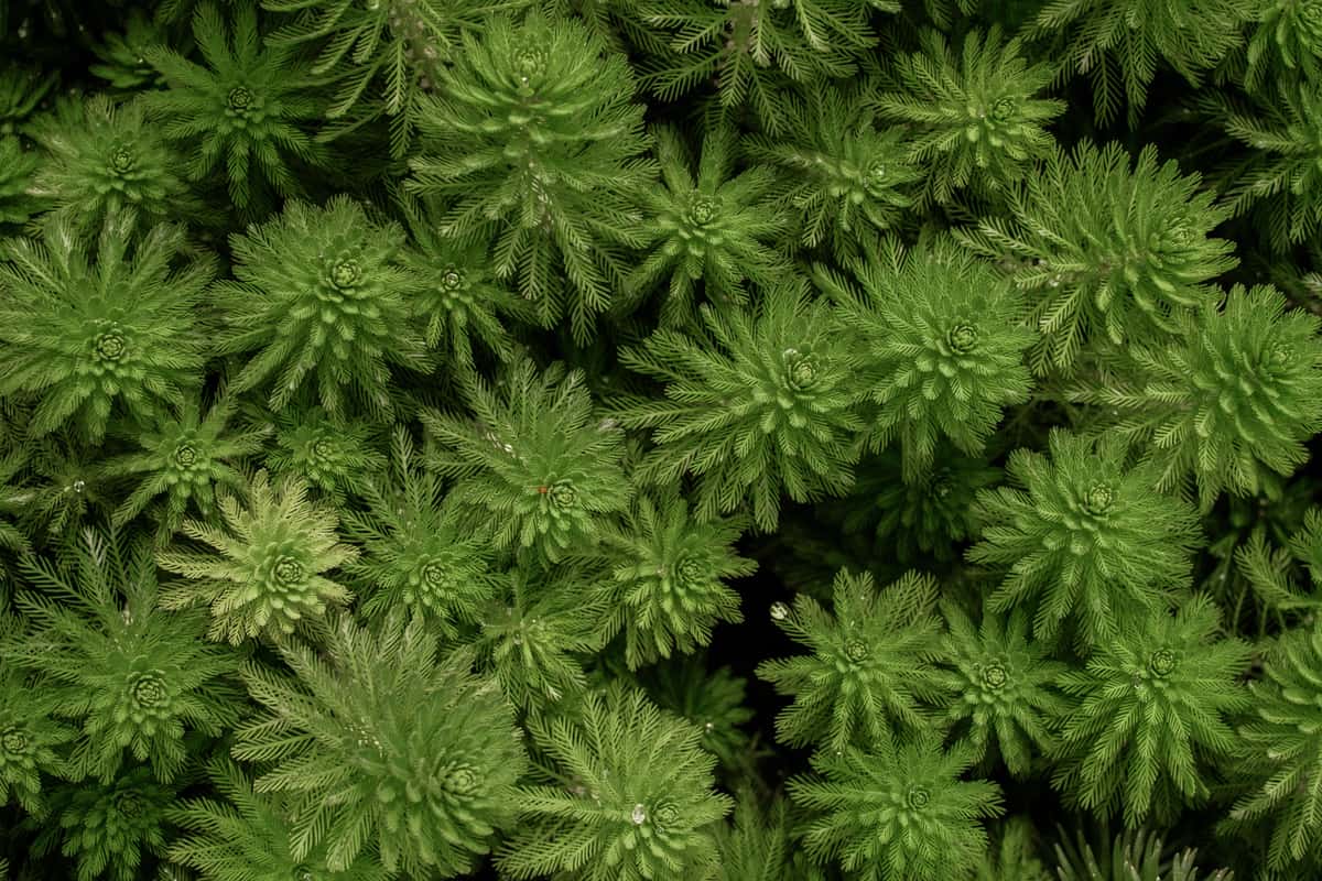 Live aquarium plants growing in a beginner freshwater tank