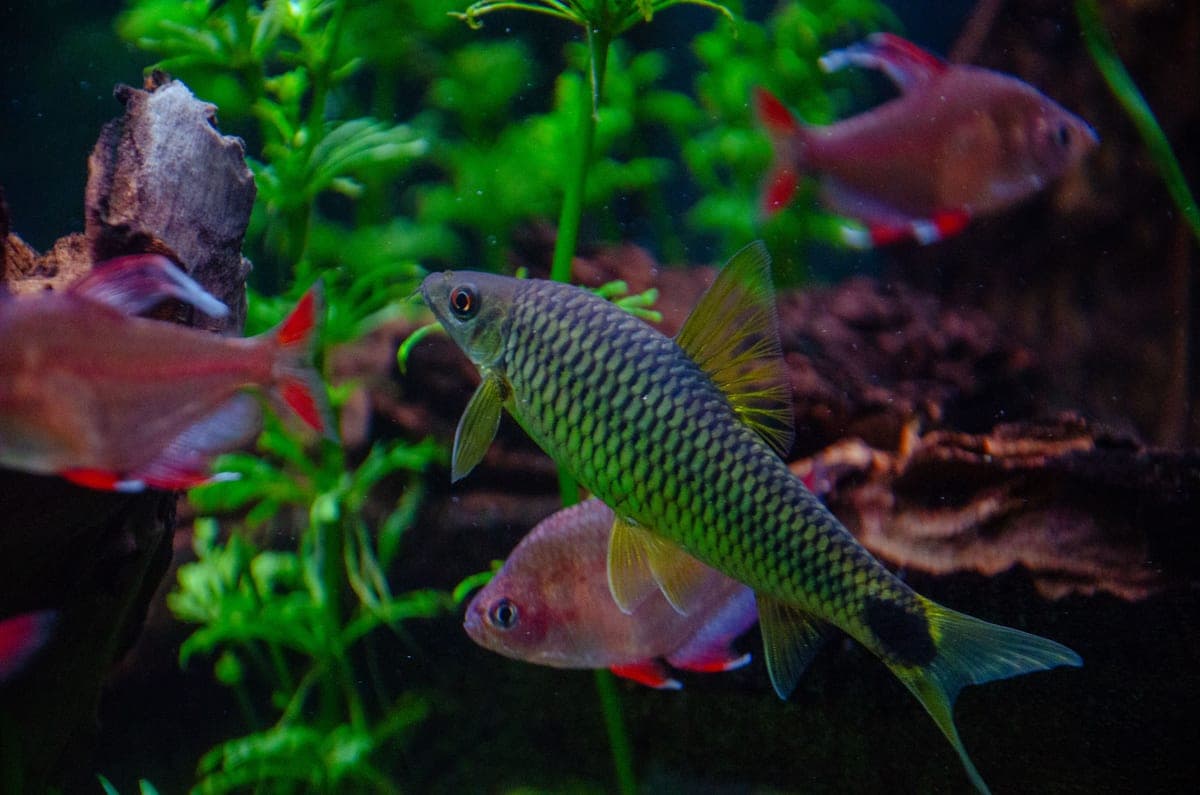 Barbs and tetras swimming among green plants in a freshwater aquarium