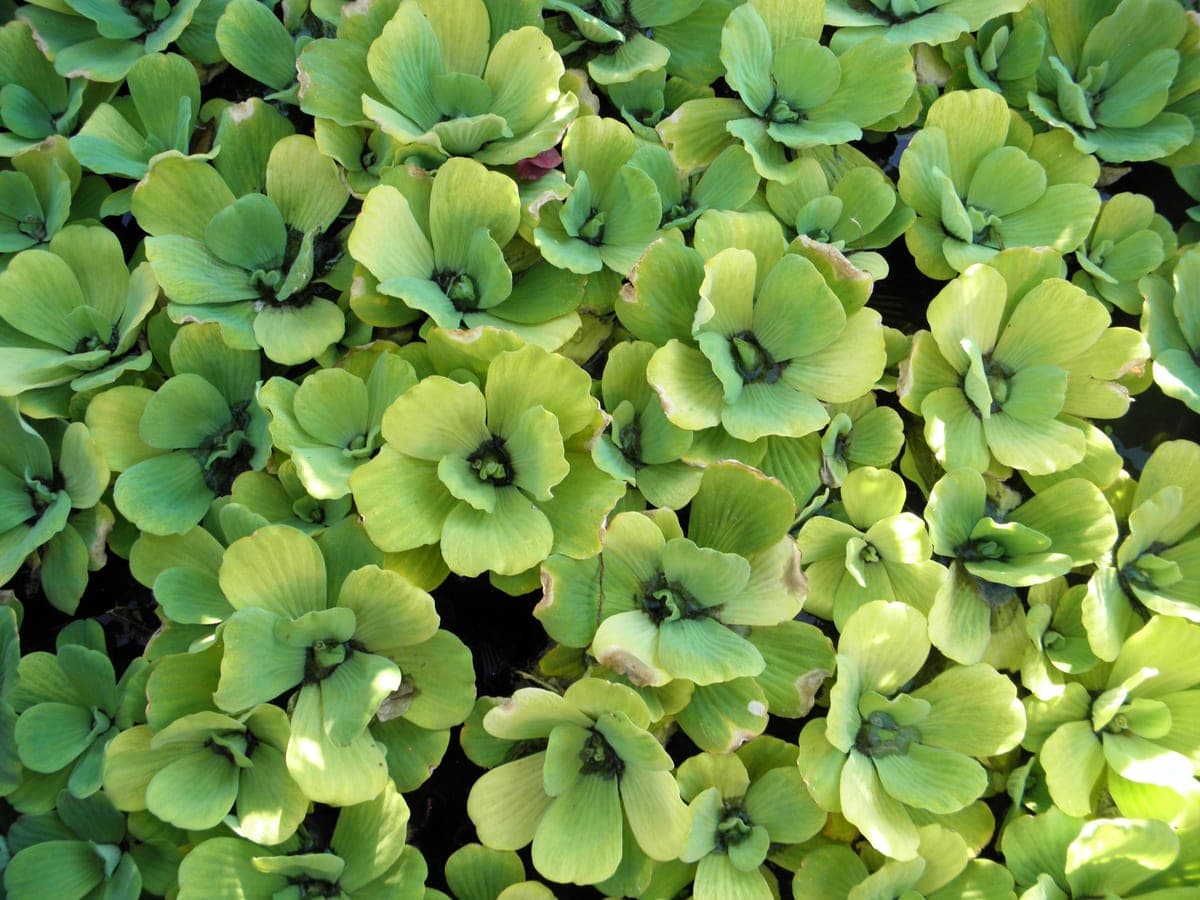 Dense green aquatic plant growth on the surface of water