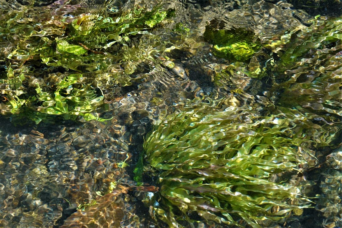 Why is my fish tank water green?