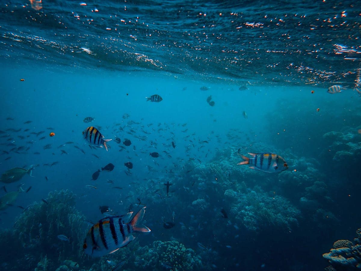 Healthy fish swimming in a clear planted aquarium